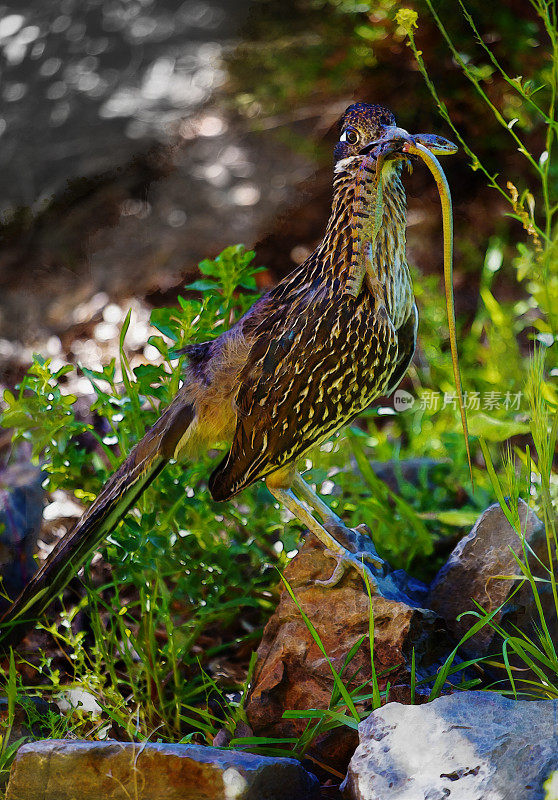 Roadrunner和Salamander Meal